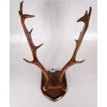 A pair of antlers, mounted on an oak shield with copper plaque, plaque height 26cm, width 18.