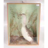 A taxidermy sea bird in a naturalistic setting, in a wood and glazed display case, height 65.