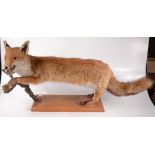 A stuffed and mounted fox, his front paws resting on a branch, on a mahogany plinth base,