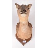 A taxidermy deer's head, mounted on an oak shield, height 52cm, width 21cm, depth 36.5cm.