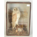 A taxidermy barn owl, perched on a tree stump in a glazed wooden display case, height 48cm,