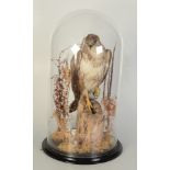 Taxidermy, a buzzard perched on a tree stump, under a glass dome and on an ebonised plinth,
