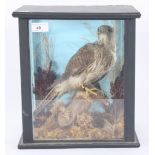 Taxidermy, a cased kestrel, height 33cm, width 29cm, depth 21.