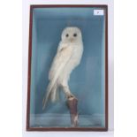 A taxidermy white barn owl, perched on a branch in a glazed mahogany display case, height 47.