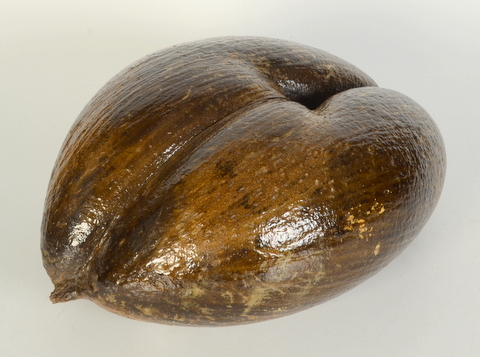 A Coco de Mer (Lodoicea Maldivica), length 35.5cm, width 27.5cm. - Image 2 of 2