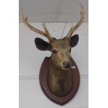 An Indian taxidermy stag head, by Theobald brothers, mounted on an oak shield, height 92cm.