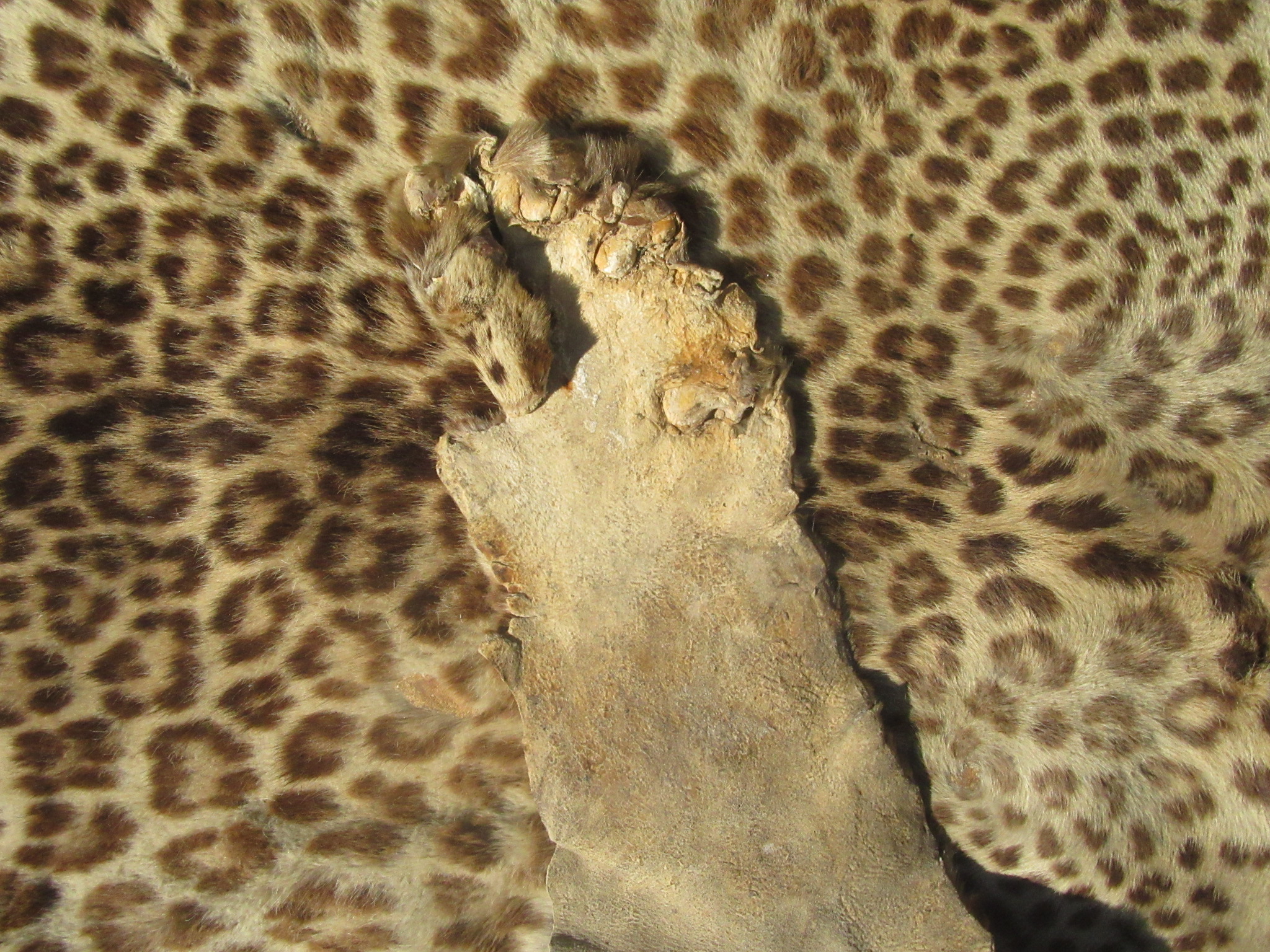 A leopard skin rug, the head with glass eyes. - Image 4 of 4