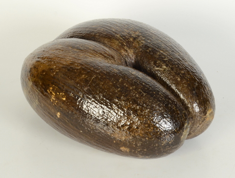 A Coco de Mer (Lodoicea Maldivica), length 35.5cm, width 27.5cm.