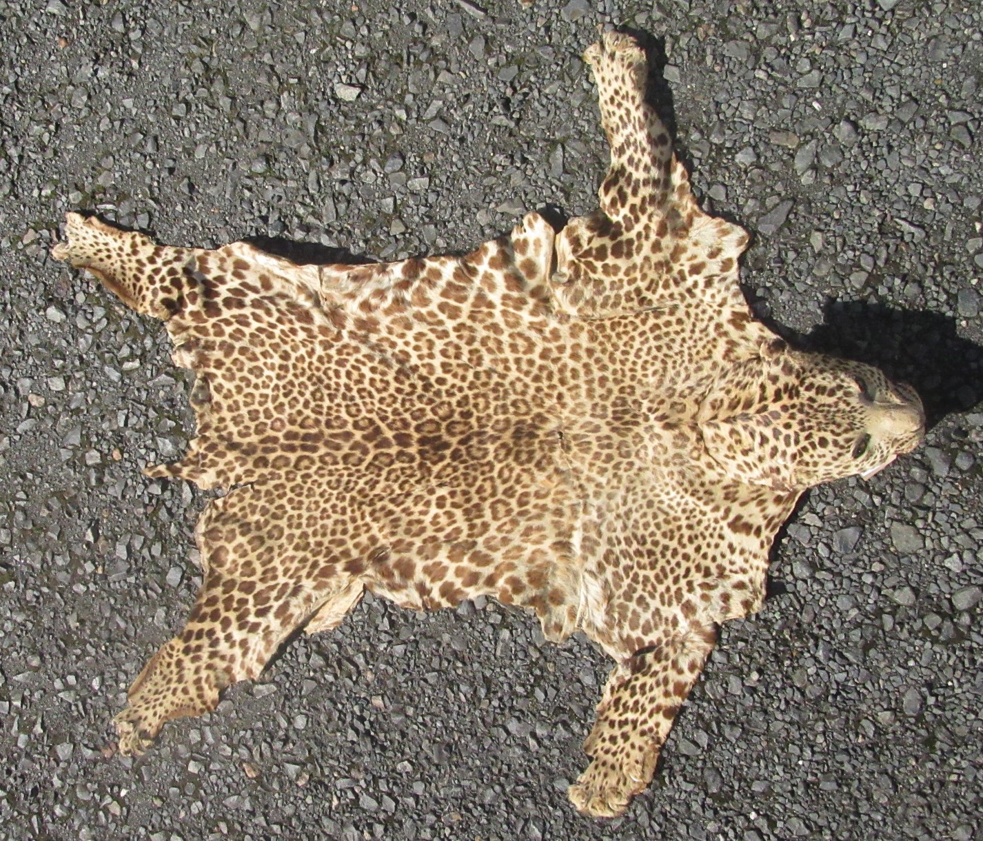A leopard skin rug, the head with glass eyes.