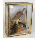 Taxidermy, a cased sparrowhawk, height 42cm, width 33cm, depth 17.