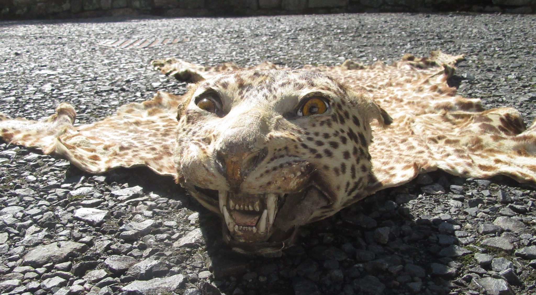 A leopard skin rug, the head with glass eyes. - Image 2 of 4