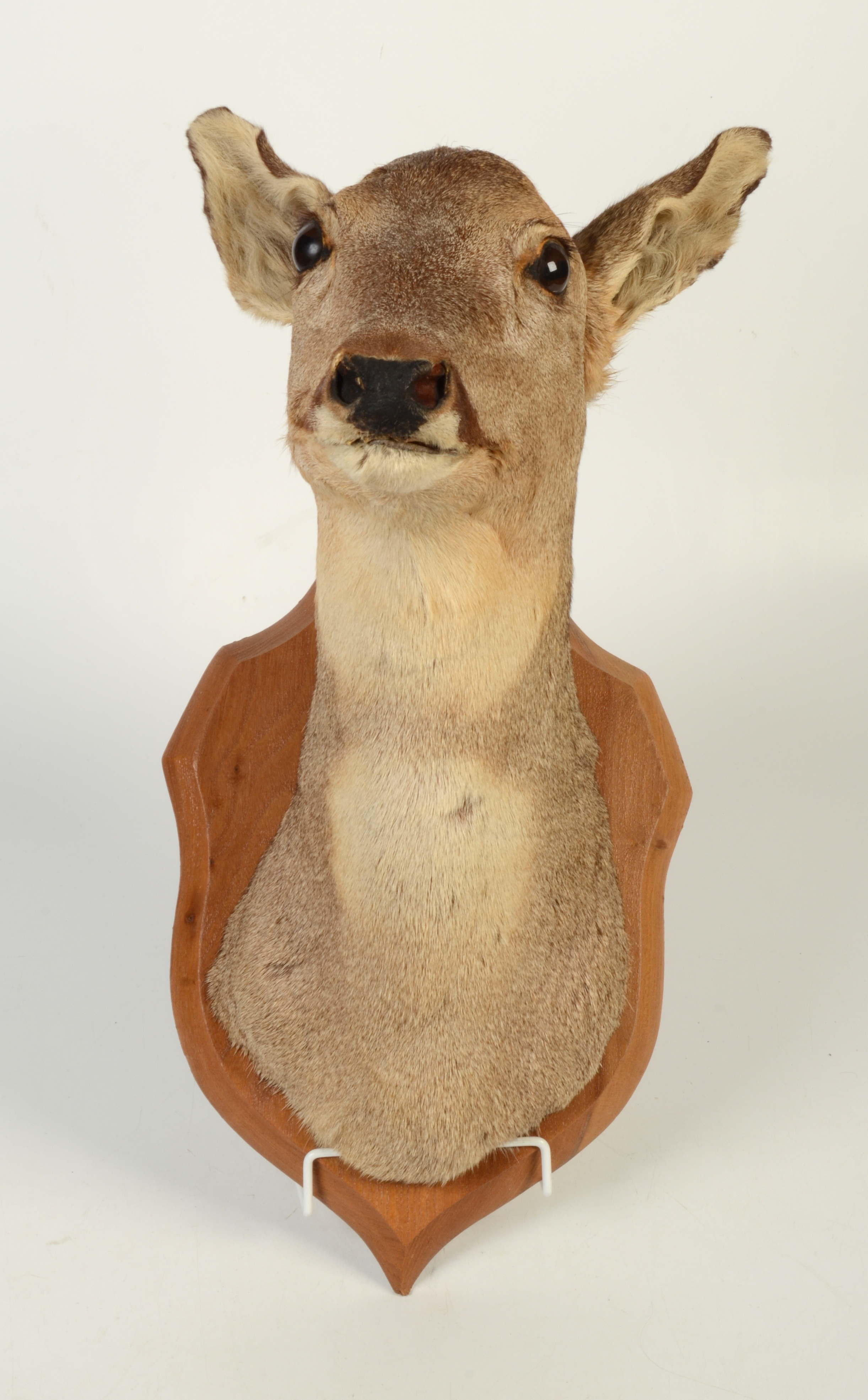 A taxidermy deer head, mounted on a wooden shield, height 45cm.