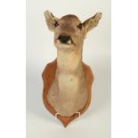 A taxidermy deer head, mounted on a wooden shield, height 45cm.