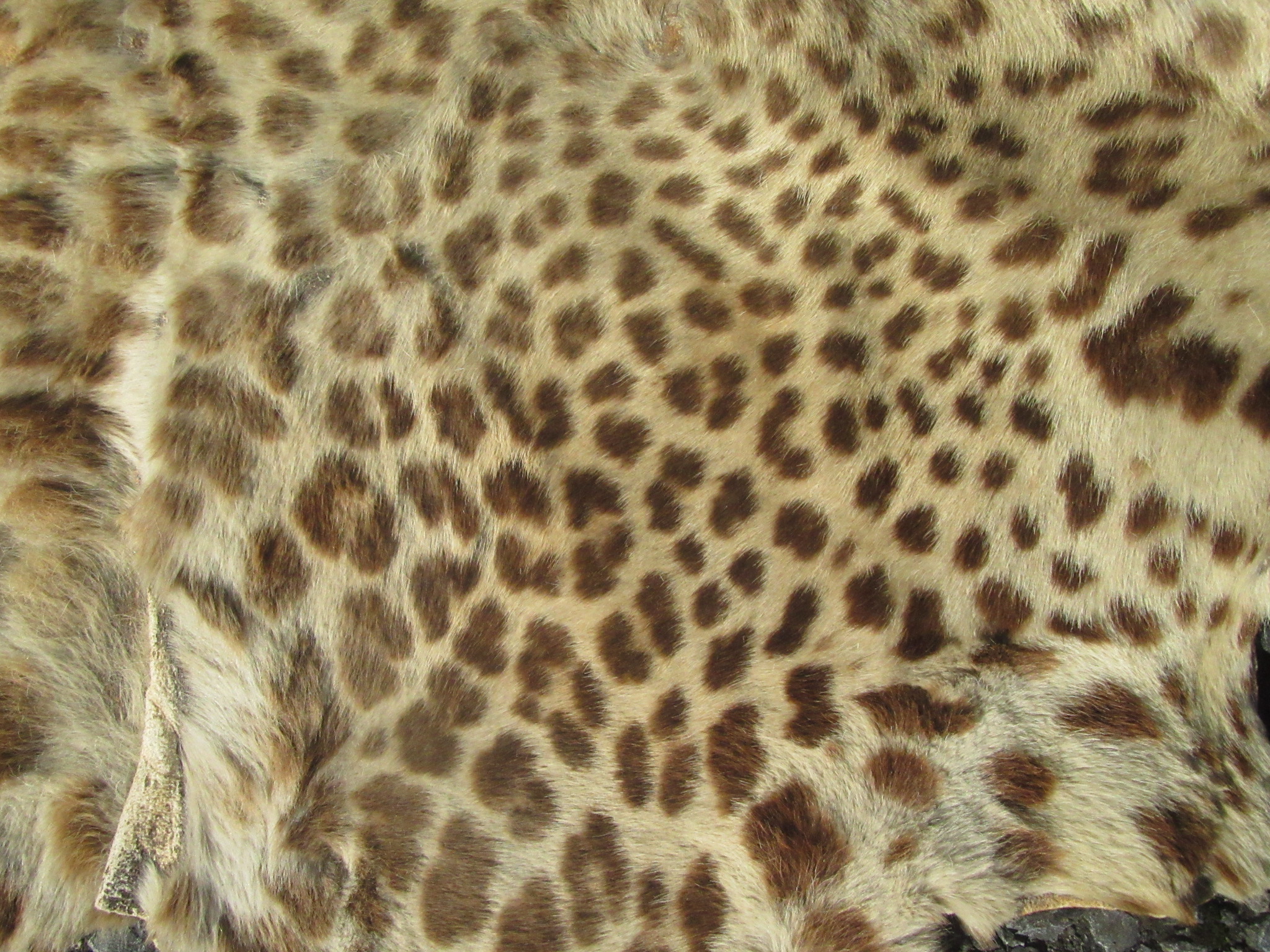 A leopard skin rug, the head with glass eyes. - Image 3 of 4