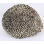 A brain coral, height 13cm, length 21cm, width 17cm,