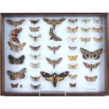 Two entomology arrangements of preserved British moths and one Atlas moth.