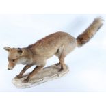 A taxidermy stuffed fox, mounted on a composition plinth base, height 48cm, width 93cm.