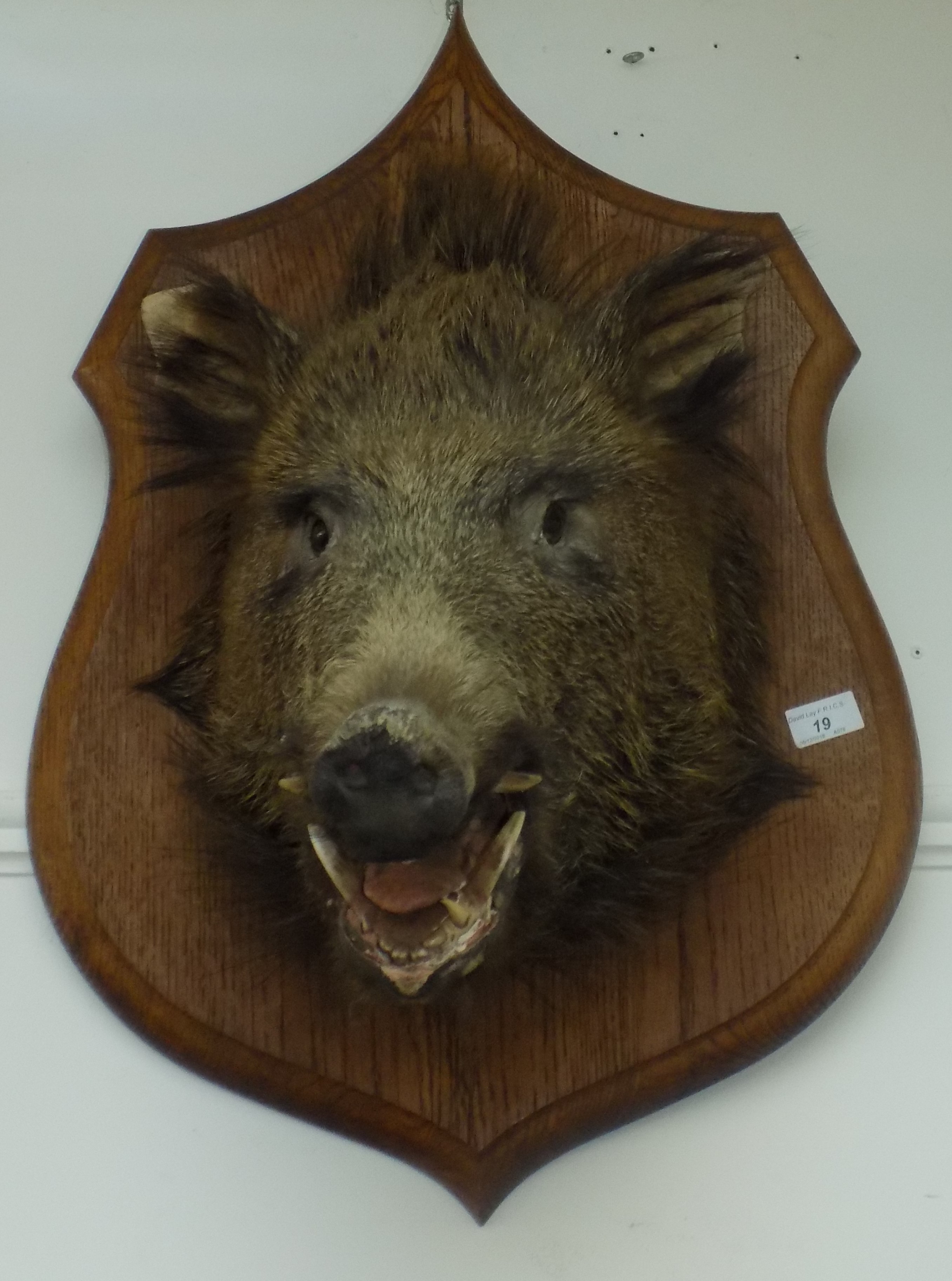 A taxidermy boar's head, mounted on an oak shield, height of shield 70cm, width 48cm.