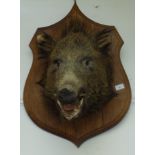 A taxidermy boar's head, mounted on an oak shield, height of shield 70cm, width 48cm.