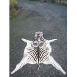 A zebra skin rug, length 167cm, width 95cm.