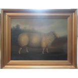 Oil on panel of a sheep in a gilt frame, overall size 61 x 77cm.