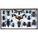 Two entomology arrangements of preserved Asiatic insects.