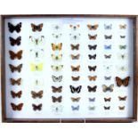 An entomology arrangement of preserved British butterflies,