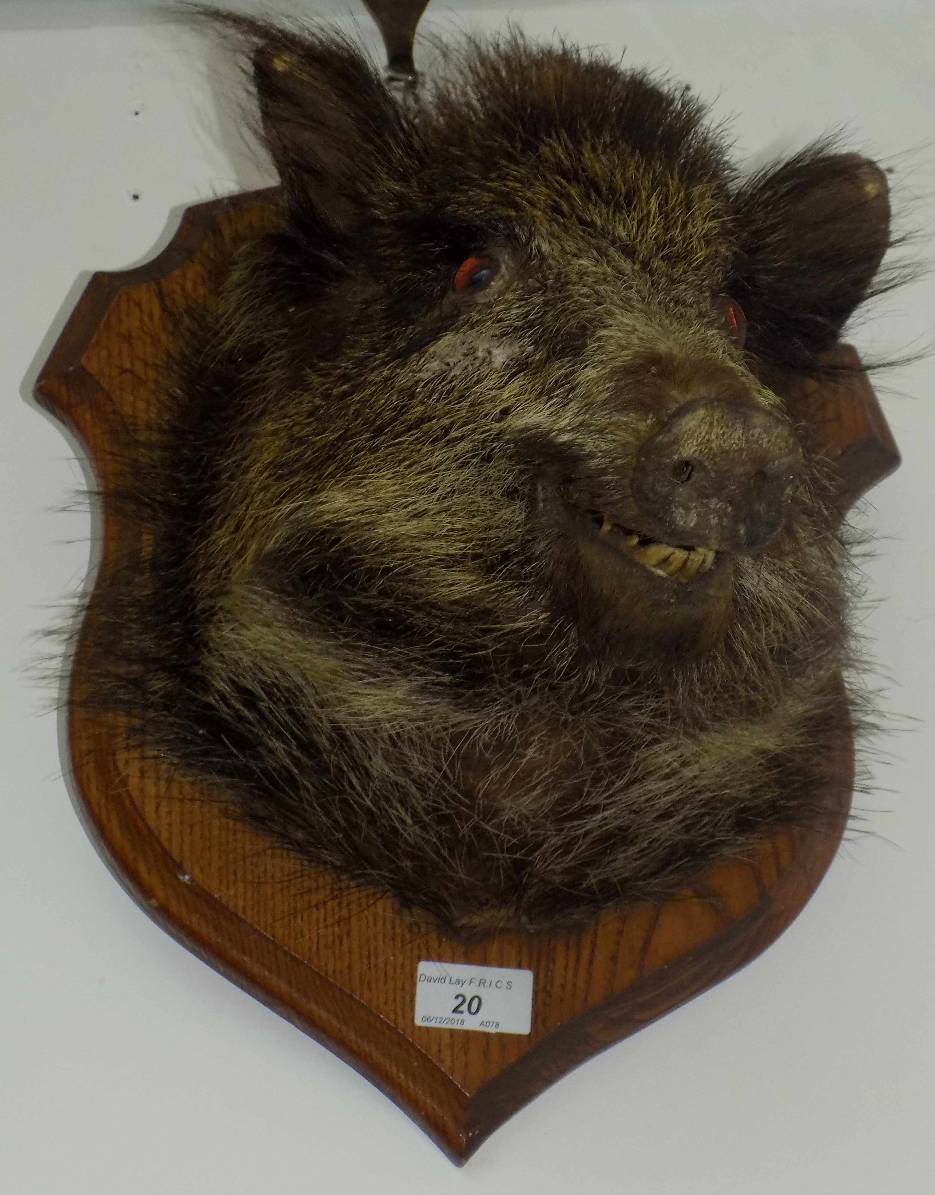 A taxidermy boar's head, mounted on an oak shield, height of shield 36cm, width 31cm.