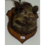 A taxidermy boar's head, mounted on an oak shield, height of shield 36cm, width 31cm.