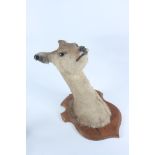 A taxidermy stuffed deer's head, mounted on a wooden shield, height 47cm, width 25.5cm, depth 40cm.