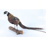 A taxidermy stuffed golden pheasant, mounted on a log, height 116cm.