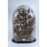 A large Victorian taxidermy group of exotic birds, beneath a glass dome, height 61.5cm, width 38.