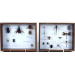 An entomology arrangement of preserved British beetles,
