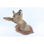 A taxidermy stuffed deer's head, mounted on a wooden shield, height 42cm, width 21cm, depth 31.5cm.