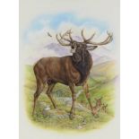 Richard W Orr, gouache, study of deer in highland setting 40cm x 30cm