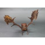 A pair of fallow deer antlers mounted on an oak plaque 70cm x 67cm x 26cm