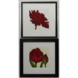 Botanical prints, Signed and limited edition Coloured print, two, Tulips 11/195 and Peony 16 / 195,