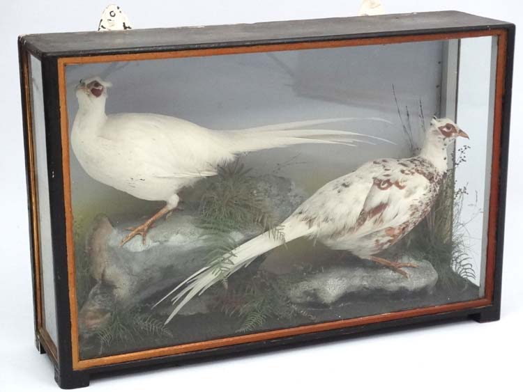 Taxidermy : An early 20thC cased pair of Leucistic Cock Pheasants , - Image 5 of 7