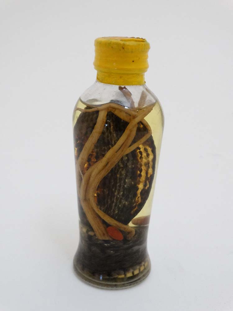 Taxidermy : A preserved Cobra in bottle , placed in attacking position with open hood . - Image 4 of 6