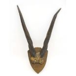 Taxidermy: A late Victorian half skull mount of Eland antlers, affixed to a shield plinth,