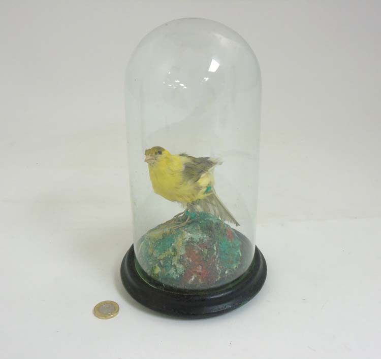 Taxidermy ; A c. - Image 3 of 5