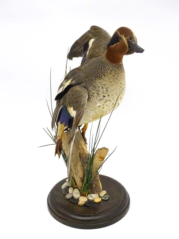 Taxidermy: A cased mount of a Teal by Nigel Lucas, posed in springing position, - Image 5 of 8