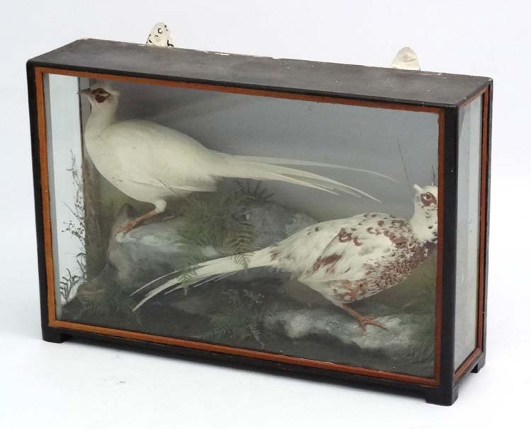 Taxidermy : An early 20thC cased pair of Leucistic Cock Pheasants , - Image 3 of 7