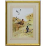 Ben Hoskyns (1963), Watercolour, Male Harrier, Golden Plover, Red Grouse, Fox, Black Cock,