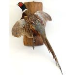 Taxidermy : A wall mounted Cock Pheasant in flight , or ' springing .