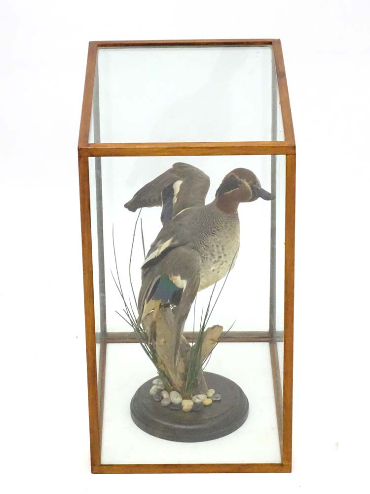 Taxidermy: A cased mount of a Teal by Nigel Lucas, posed in springing position, - Image 4 of 8