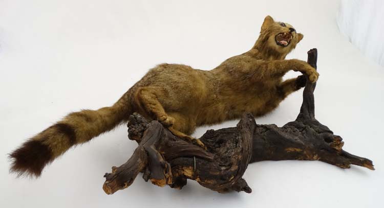 Taxidermy: An early 20thC mount of a cat, posed in aggressive stance, affixed to a walnut branch, - Image 5 of 5