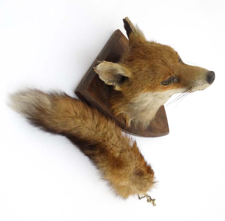 Taxidermy : A W Ecutt , Newport : A Fox Mask mounted on an oak shield plinth , together with Brush . - Image 5 of 7