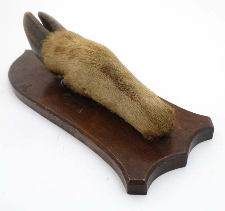 Taxidermy : a ' Deer Slot ' ( Red Deer hoof ) affixed to a stained oak shield mount , 12 3/4" long. - Image 5 of 5