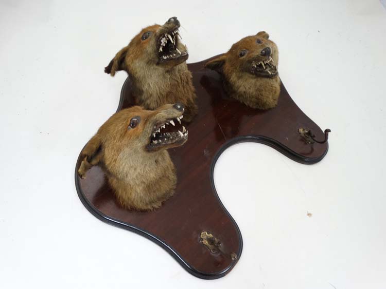 Taxidermy : An Edwardian mahogany wall plaque with three affixed Fox masks and two hangers , - Image 3 of 5